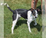 Small #1 Beagle Mix