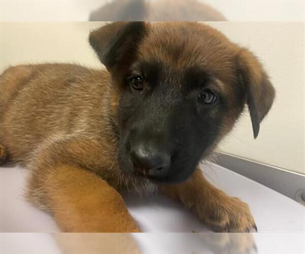 Medium Photo #1 German Shepherd Dog Puppy For Sale in San Clemente, CA, USA