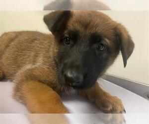 Medium German Shepherd Dog