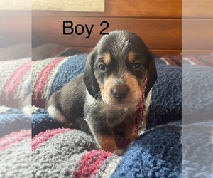 Medium Beagle