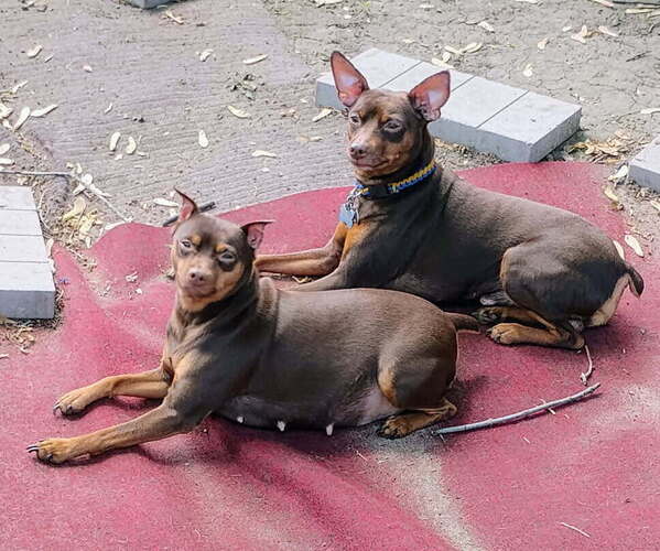 Medium Photo #1 Miniature Pinscher Puppy For Sale in HIGHLAND, IN, USA