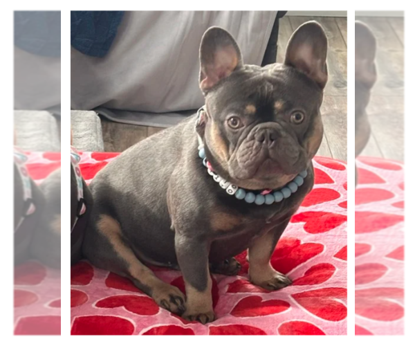 Medium Photo #1 French Bulldog Puppy For Sale in SOUTH BEND, IN, USA