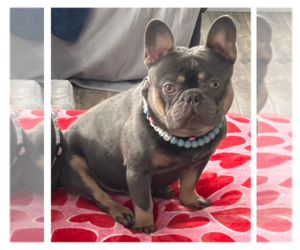 Father of the French Bulldog puppies born on 07/03/2025