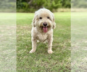 Poodle (Miniature)-Unknown Mix Dogs for adoption in PIPE CREEK, TX, USA