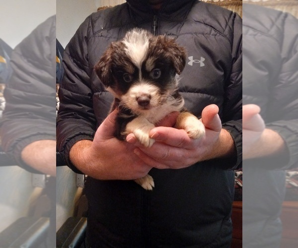 Medium Photo #1 Miniature Australian Shepherd Puppy For Sale in SULLIVAN, MO, USA