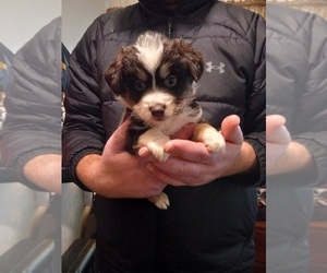Miniature Australian Shepherd Puppy for sale in SULLIVAN, MO, USA