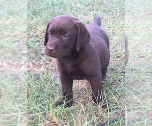 Labrador Retriever Puppy for sale in HIGH SPRINGS, FL, USA