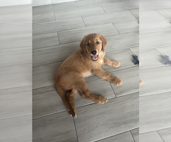 Medium Photo #3 Golden Retriever Puppy For Sale in ORLANDO, FL, USA