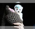 Small Photo #8 Yorkshire Terrier Puppy For Sale in PEMBROKE PINES, FL, USA