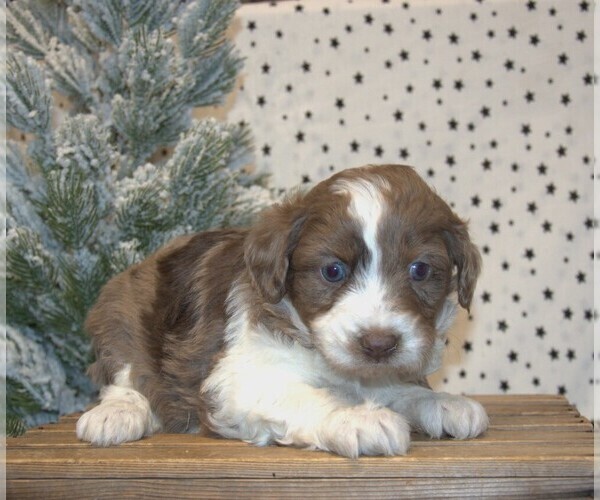 Medium Photo #34 Aussiedoodle Miniature  Puppy For Sale in NEWBERRY, IN, USA
