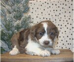 Small Photo #34 Aussiedoodle Miniature  Puppy For Sale in NEWBERRY, IN, USA