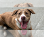 Small #41 Australian Shepherd-Catahoula Leopard Dog Mix