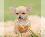Puppy Squeak Chihuahua