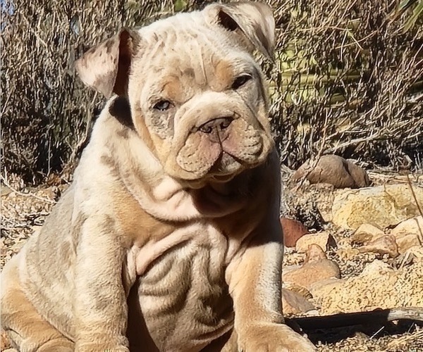 Medium Photo #1 English Bulldog Puppy For Sale in HESPERIA, CA, USA