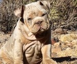Small Photo #1 English Bulldog Puppy For Sale in HESPERIA, CA, USA