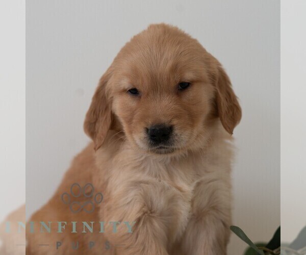 Medium Photo #6 Golden Retriever Puppy For Sale in NEWPORT, PA, USA