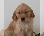Small #5 Golden Retriever