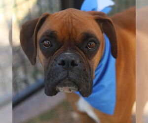 Boxer Dogs for adoption in Dumont, NJ, USA