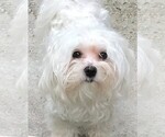 Small Photo #1 Maltese Puppy For Sale in OCALA, FL, USA
