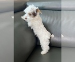 Small #12 Yorkshire Terrier