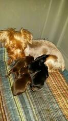 Mother of the Yorkshire Terrier puppies born on 11/18/2018