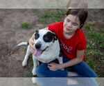 Small #11 American Staffordshire Terrier-Pointer Mix