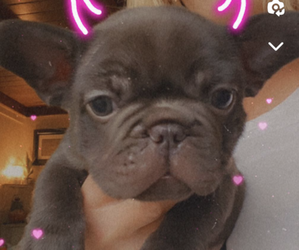 French Bulldog Puppy for sale in LOMPOC, CA, USA