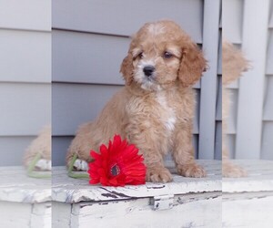 Cockapoo Puppy for sale in WAYNE CITY, IL, USA