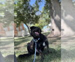 Small #2 Rottweiler Mix