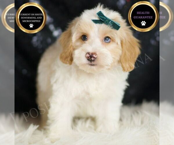 Medium Photo #6 Yorkipoo Puppy For Sale in WARSAW, IN, USA