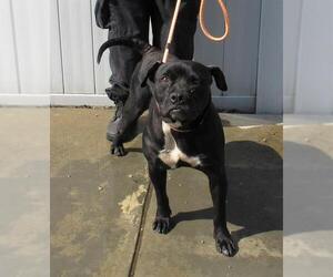 Labrador Retriever-Unknown Mix Dogs for adoption in Louisville, KY, USA