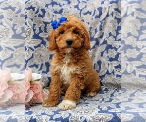 Goldendoodle-Poodle (Miniature) Mix Puppy for sale in COCHRANVILLE, PA, USA