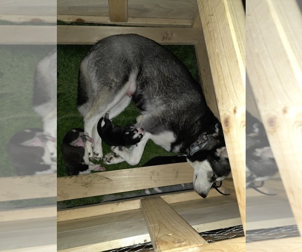 Medium Photo #64 Siberian Husky Puppy For Sale in ALTON, IL, USA