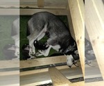 Small Photo #64 Siberian Husky Puppy For Sale in ALTON, IL, USA