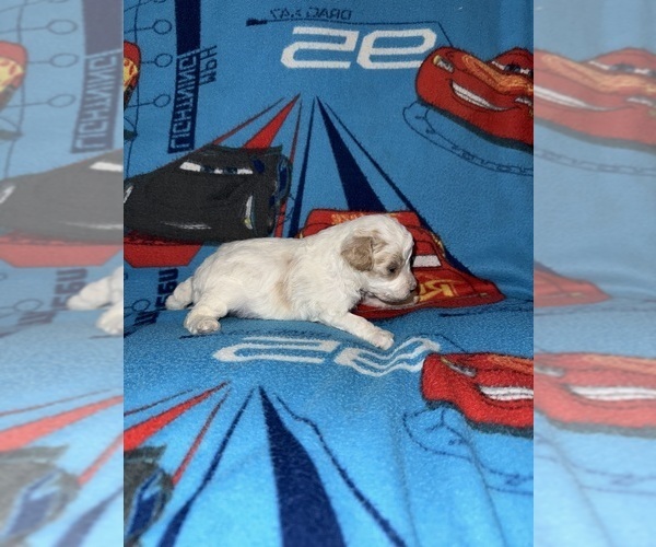 Medium Photo #3 Cavapoo (Miniature) Puppy For Sale in MUNFORDVILLE, KY, USA