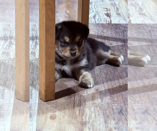 Medium Photo #2 Mutt Puppy For Sale in Plainfield, IL, USA