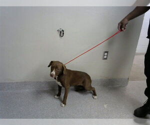 Labrador Retriever-Unknown Mix Dogs for adoption in Pasadena, TX, USA