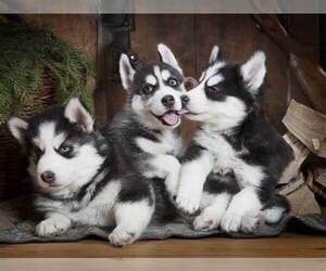 Siberian Husky Puppy for sale in DAYTON, OH, USA