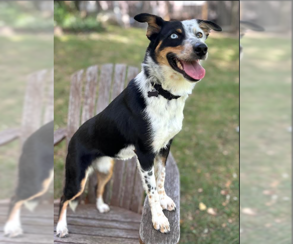 Medium Photo #4 Australian Shepherd-Unknown Mix Puppy For Sale in Cranston, RI, USA