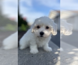 Coton de Tulear-Poodle (Toy) Mix Puppy for sale in CANOGA, NY, USA