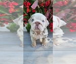 Small #1 Bulldog