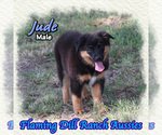 Small Miniature Australian Shepherd