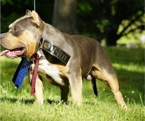 Father of the American Bully puppies born on 08/09/2022