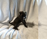 Small Photo #5 Boxer Puppy For Sale in PLEASANT HILL, IL, USA