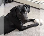 Small #3 Labrador Retriever Mix