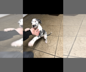 Great Dane Puppy for sale in WATERFORD, PA, USA