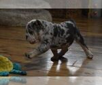 Small Photo #7 English Bulldog Puppy For Sale in MARSHFIELD, MO, USA