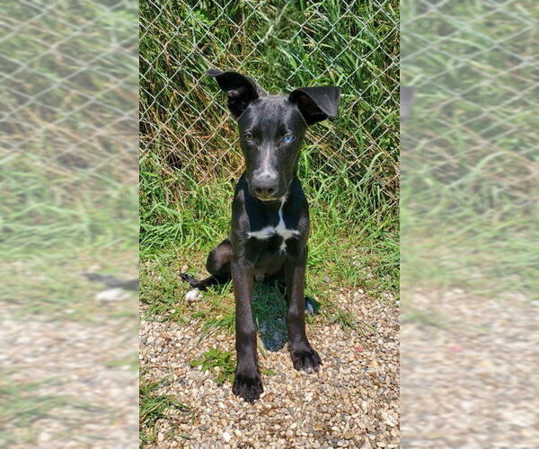 Medium Photo #1 Mutt Puppy For Sale in Lake City, MI, USA
