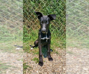 Mutt Dogs for adoption in Lake City, MI, USA