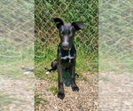 Small Mutt